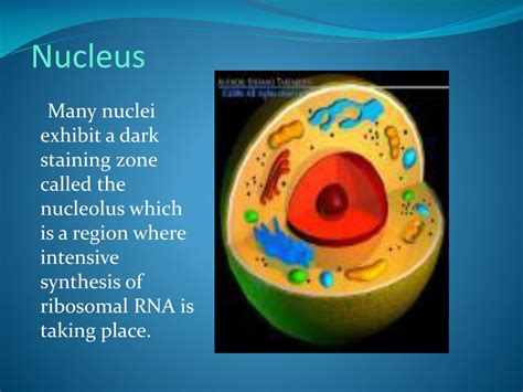 Ppt Nucleus And Nucleolus Powerpoint Presentation Free Download Id