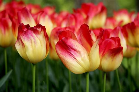 Bits of the Benelux: Dutch tulips emerge with colorful history | Article | The United States Army