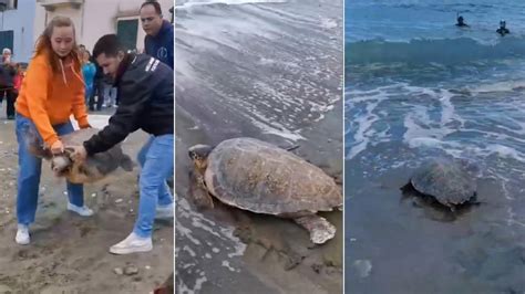 Positano Notizie Massa Lubrense Liberate Tartarughe Nel Mare Di