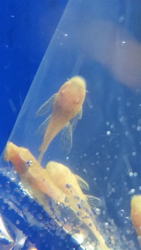 I saw a long finned bristlenose and just couldn't resist! : r/Aquariums