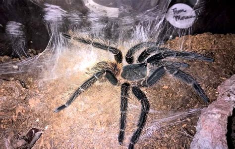 Sexing A Tarantula From A Molt L Itabunae Toms Big Spiders