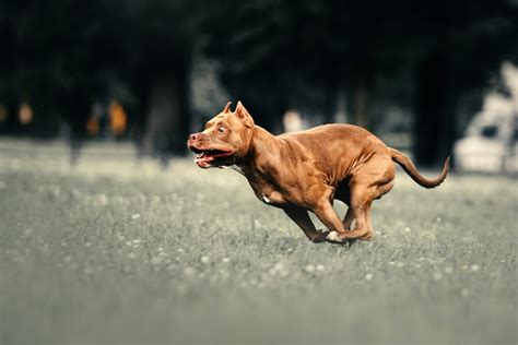 How Fast Can A Pitbull Run Heres Their Top Speed