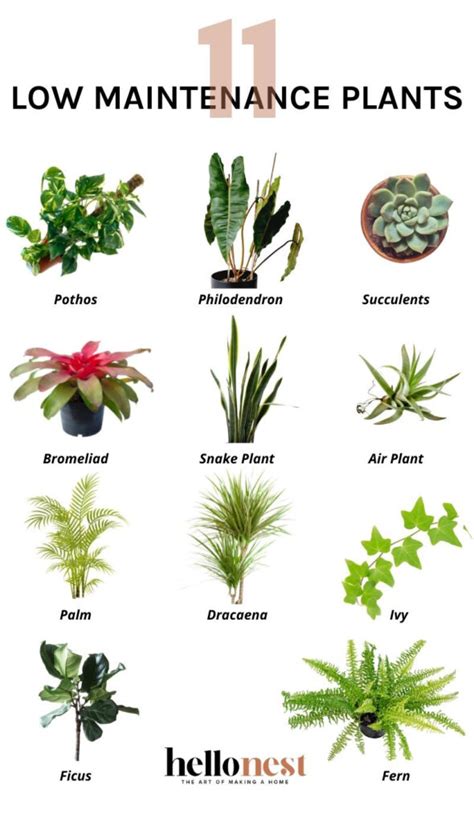 11 Low Maintenance Houseplants Even You Can T Kill Hello Nest