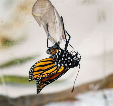 Monarch Development At The Tkaczyk Monarch Nursery Long Post Nikon Cafe