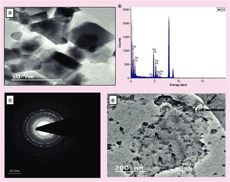 Physicochemical Characterization And Cellular Internalization Of