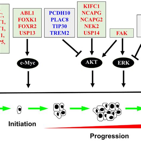 Novel Oncogenes And Tumor Suppressor Genes In Hepatocellular Carcinoma