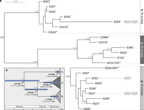 Figure 2 From Molecular Phylogeny And Dna Barcoding Confirm Cryptic