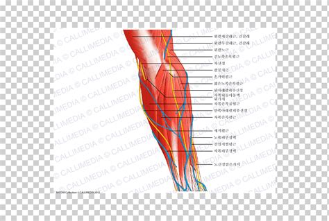 Mano Nervio M Sculo Anatom A Del Antebrazo Mano Ngulo Texto Mano