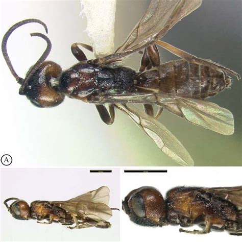 Khoikhoia Lission Mason 1984 Female Holotype A Habitus Dorsal View