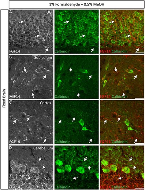 Representative Examples Of Double Immunofluorescence Staining Of Mouse