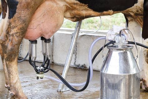 Milking Machine Stock Photo Image 66405313