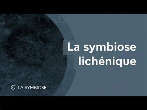 La Symbiose Lich Nique Youtube