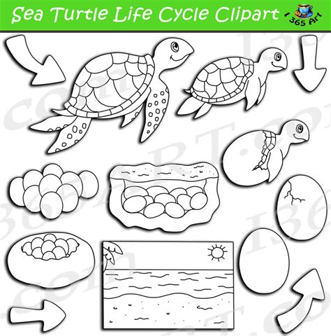 Sea Turtle Life Cycle Clipart Pack Clipart 4 School Porn Sex Picture