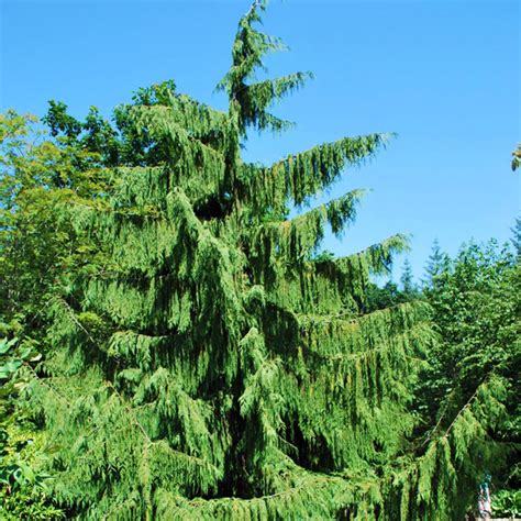 Кипарисовик нутканский «Pendula» - Chamaecyparis nootkatensis «Pendula»