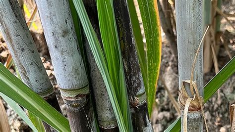 Use Polysulphate To Boosting Sugarcane Crops ICL