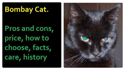 Bombay Cat Pros And Cons Price How To Choose Facts Care History Youtube