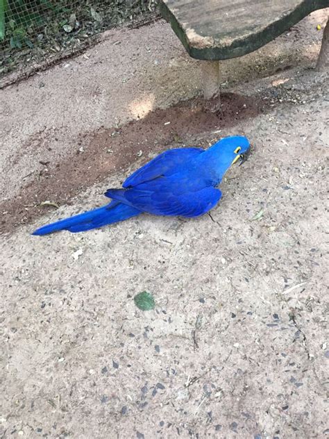 Parque Das Aves Colecionando Destinos