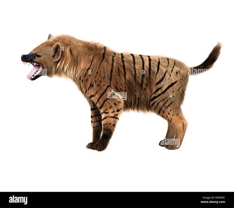 Prehistoric cave hyena hi-res stock photography and images - Alamy