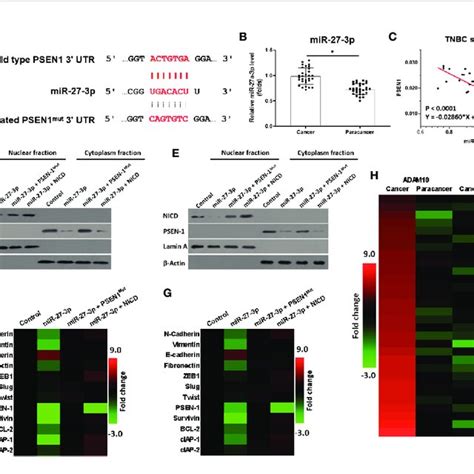 Mir P Targets The Utr Of Psen A Mir P Has The