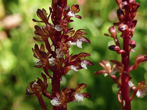 Spotted Coralroot Corallorhiza Maculata All Three Photos Flickr