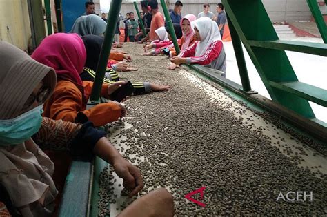 Tertinggi Sepanjang Sejarah Kopi Gayo Aceh Tembus Rp 115 Ribu Per Kg