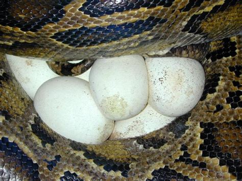 What Do Carpet Snake Eggs Look Like Carpet Vidalondon