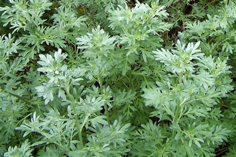 Artemisia Absinthium Facts Benefits Grow And Care Tips