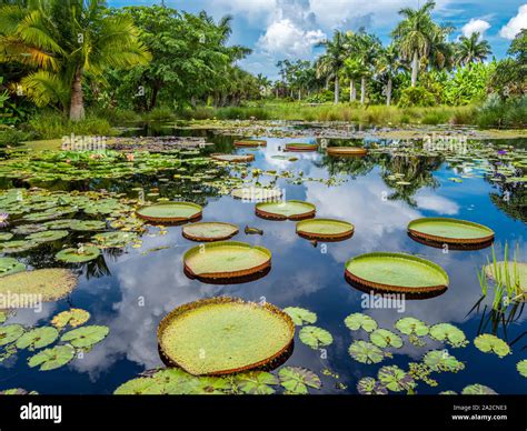 Naples Botanical Garden In Naples Florida In The United States Stock