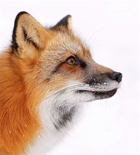 Red Fox Portrait 1 Photograph By Athena Mckinzie Fine Art America