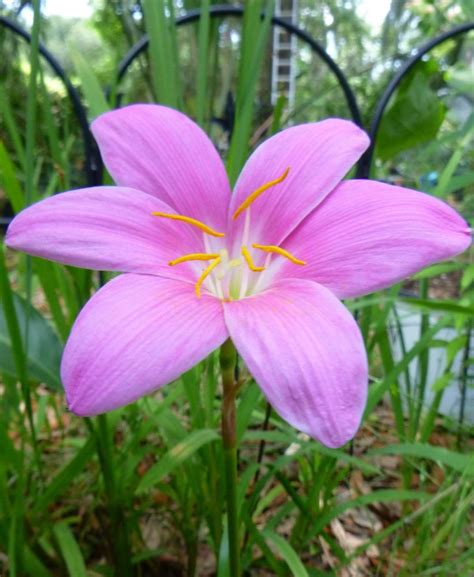 Photo Of The Bloom Of Argentine Rain Lily Zephyranthes Robusta Posted