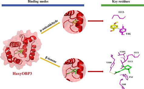 Frontiers Binding Affinity Characterization Of Four Antennae Enriched