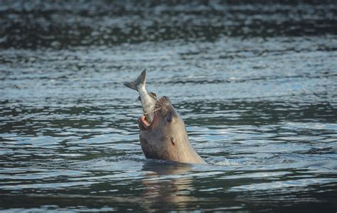 Sea Lion | Animal Kingdom