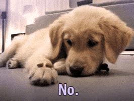 Golden Retriever GIFs - Get the best GIF on GIPHY