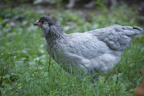 The 22 Best Cold Hardy Chicken Breeds Backyard Chicken Project