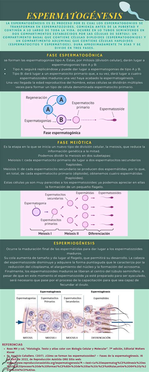 Espermatog Nesis Infograf A Espermatog Nesis Tipo A Seguir