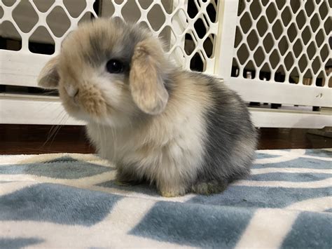 Holland Mini Lop Rabbits For Sale Union Nj 322649