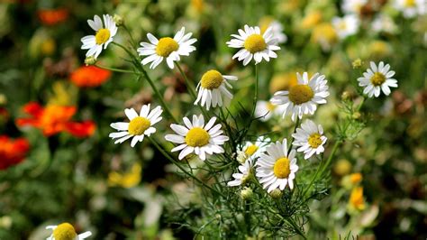 Flowers Nature Grass Field White Flowers Daisies Matricaria Herb