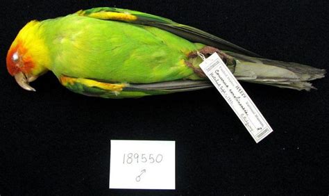 Carolina Parakeet, extinct | Parakeet, Natural history, Extinct animals