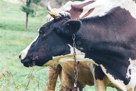 A Cow With A Chain Around Its Neck Is Standing On The Grass In The Park