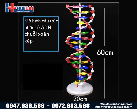 Cẩm Nang Cách Vẽ Mô Hình Cấu Trúc Adn Hướng Dẫn Cho Người Mới Bắt đầu