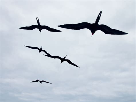 Nonstop Flight: How The Frigatebird Can Soar For Weeks Without Stopping ...