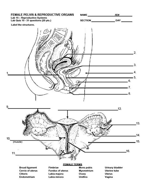 Female Reproductive System Diagram Quizlet