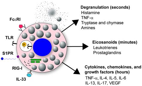 Mast Cell Receptors