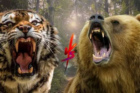 Tiger vs Grizzly Bear - Zooologist