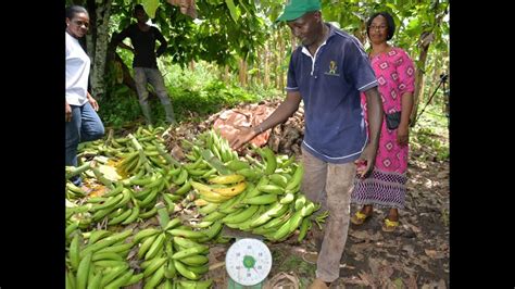 Banane Plantain Pub G N Alogie