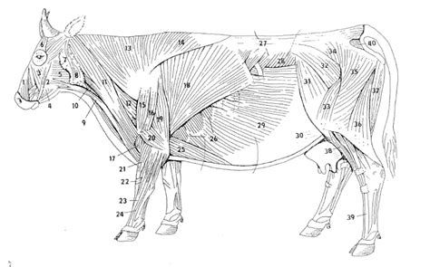 Superficial Muscles Of The Cow Diagram Quizlet