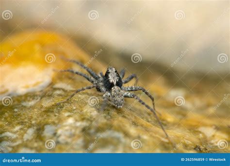 Selective Focus Shot of a Thin-legged Wolf Spider on Algae - Pardosa ...