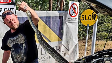 Queensland Snake Catchers Reveal Their Most Insane Stories News