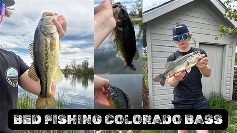 LARGEMOUTH BASS FISHING COLORADO DURING THE SPAWN Colorado Fishing