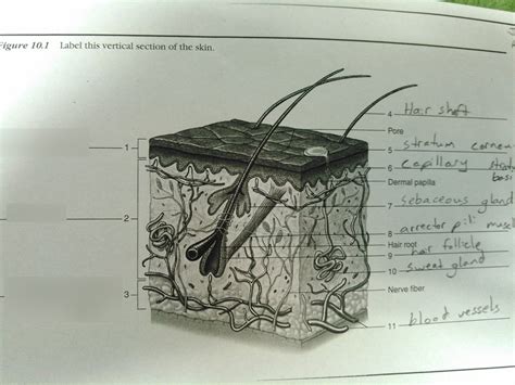 Anatomy And Physiology Skin Layers Diagram Quizlet
